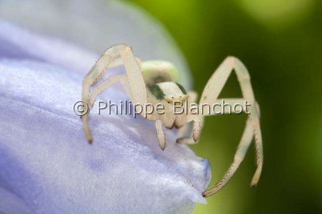 Thomisidae_9447.JPG - France, Araneae, Thomisidae, Thomise variable ou Araignée-crabe des fleurs (Misumena vatia), forme blanche, Goldenrod crab spider or Flower crab spider
